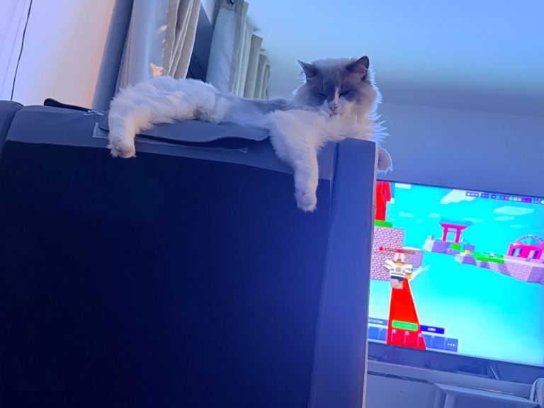 Ragdoll cats 