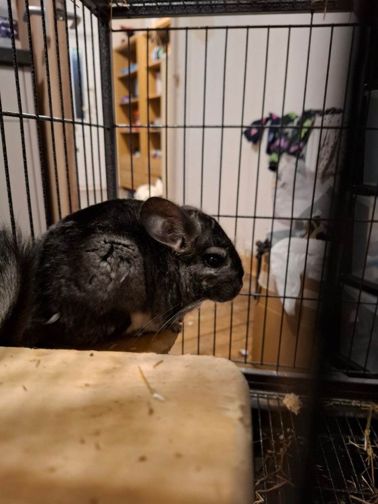 2 chinchillas 