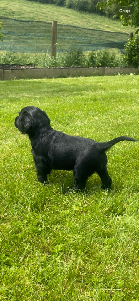 Beautiful cocker spaniel pups ready to go in 3 weeks 