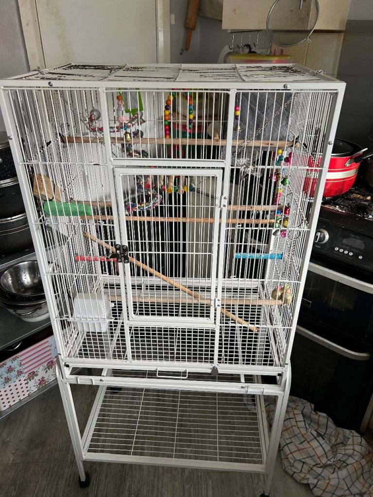 Birds cage free delivery local