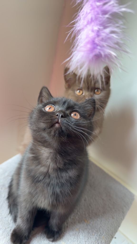 ONLY 1 LEFT- BSH CHOCOLATE KITTENS 
