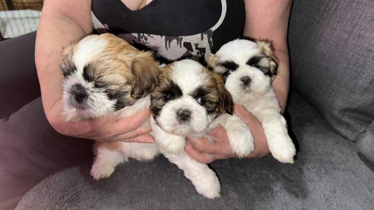 Adorable fluffy Shih Tzu puppies in Burnley