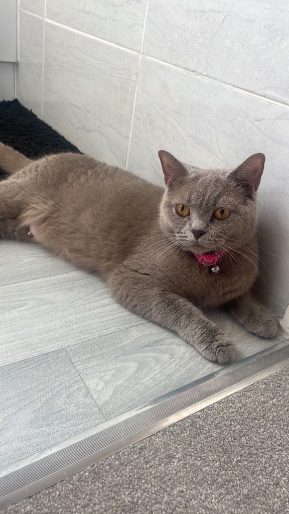 ACTIVE registered British shorthair 