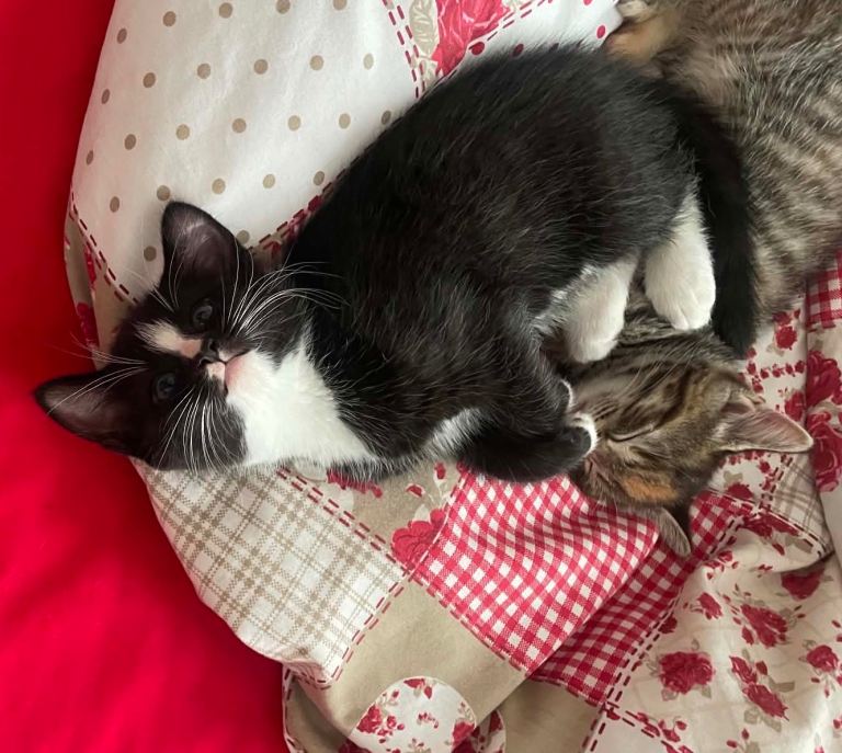 🐾 Beautiful Black & White Female Kitten Ready Now (Maidstone) 🐾
