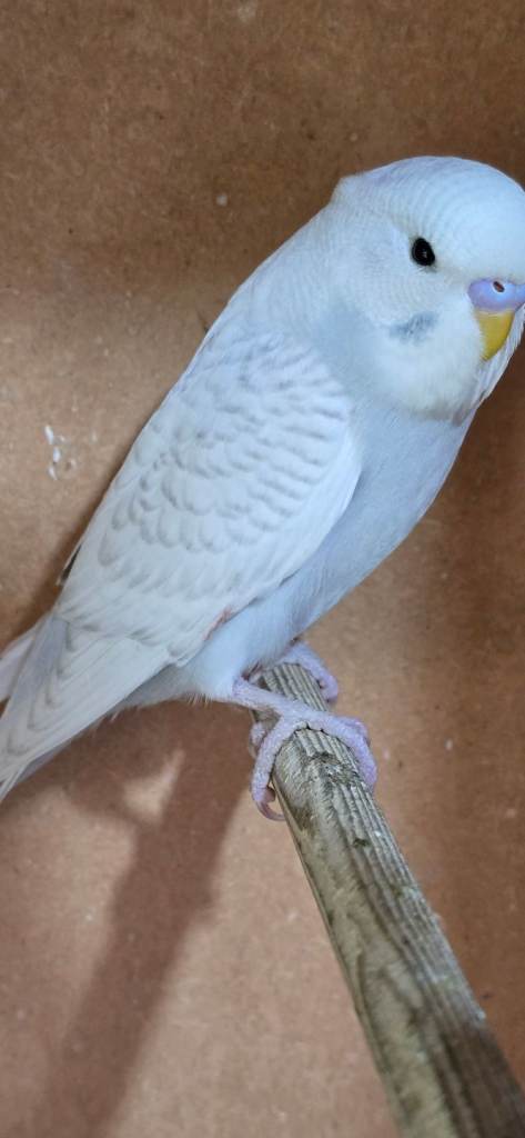 Gorgeous Baby Budgies