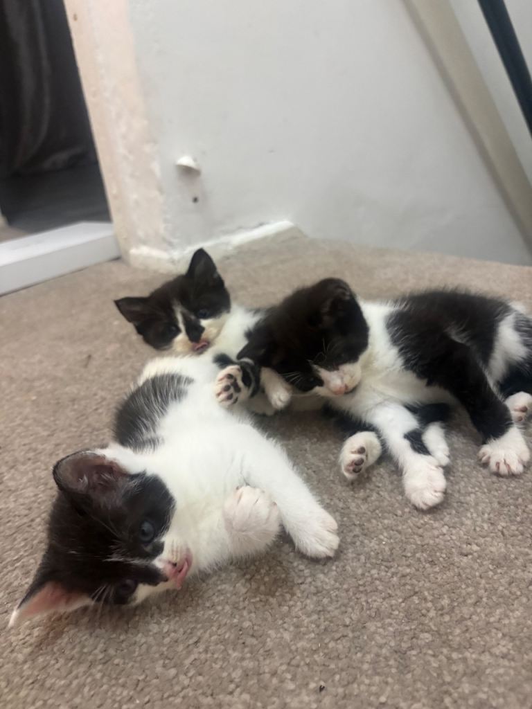beautiful black and white kittens ready for new homes