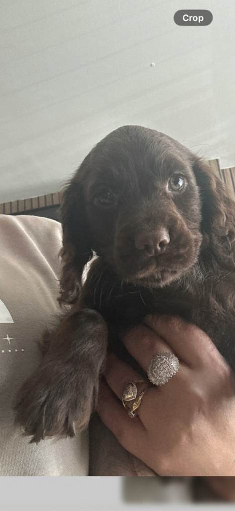 Cocker spaniel puppies