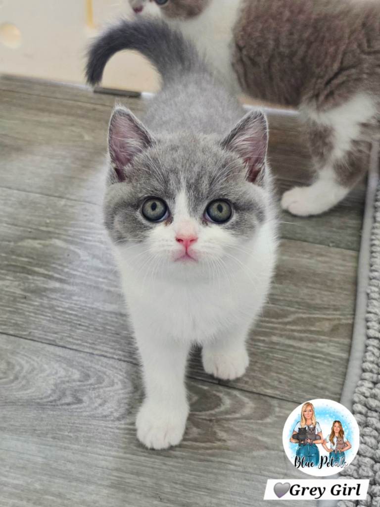 British short hair kittens available 3 girls / younger litter of 3 