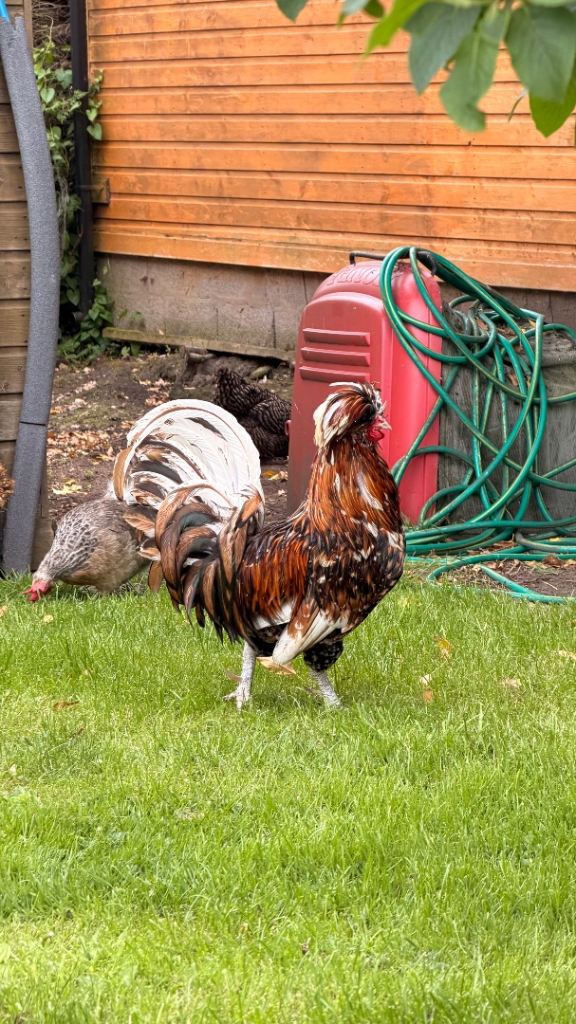 Point of lay hens and Cockerels for sale - standards and bantams