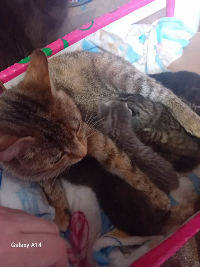 5 beautiful fluffy kittens stunning markings 