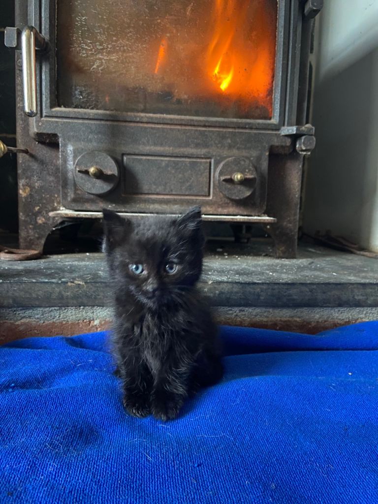 Little full black male kitten