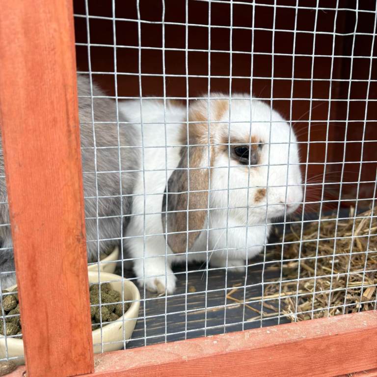 Two rabbits 