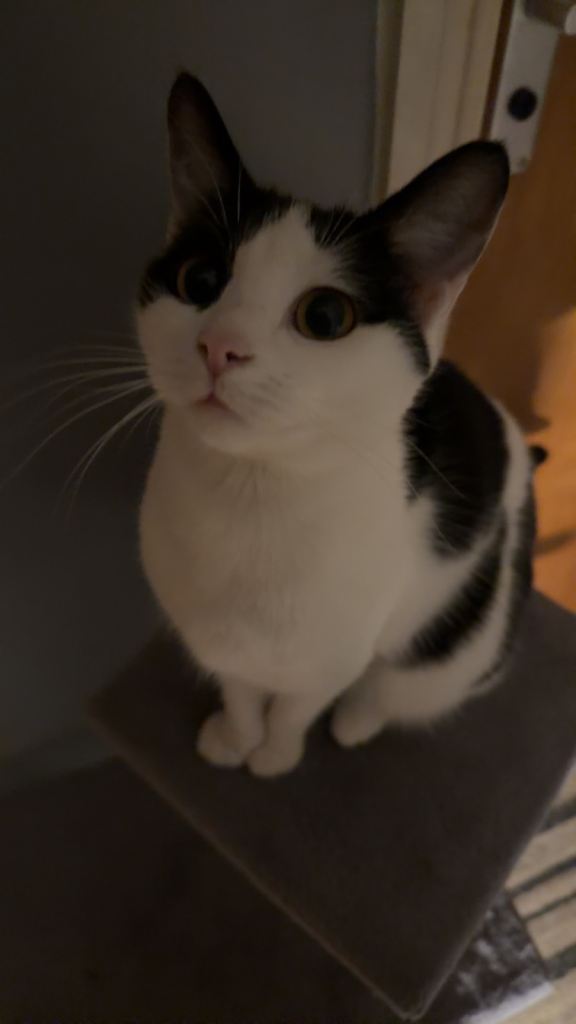 Cat needing rehoming 