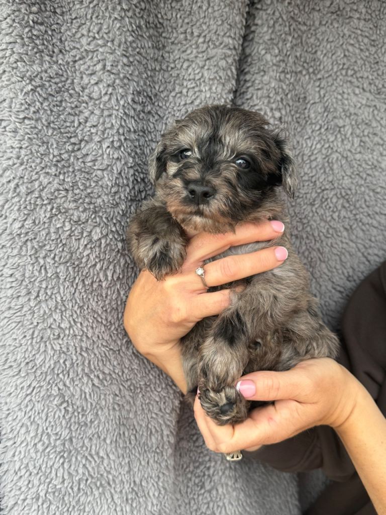 Schnoodles