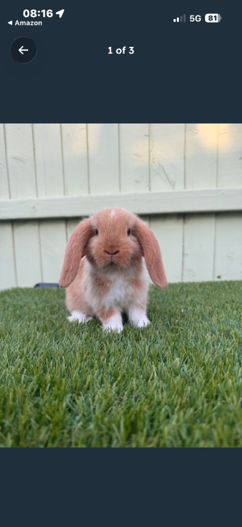 Mini lop bunny