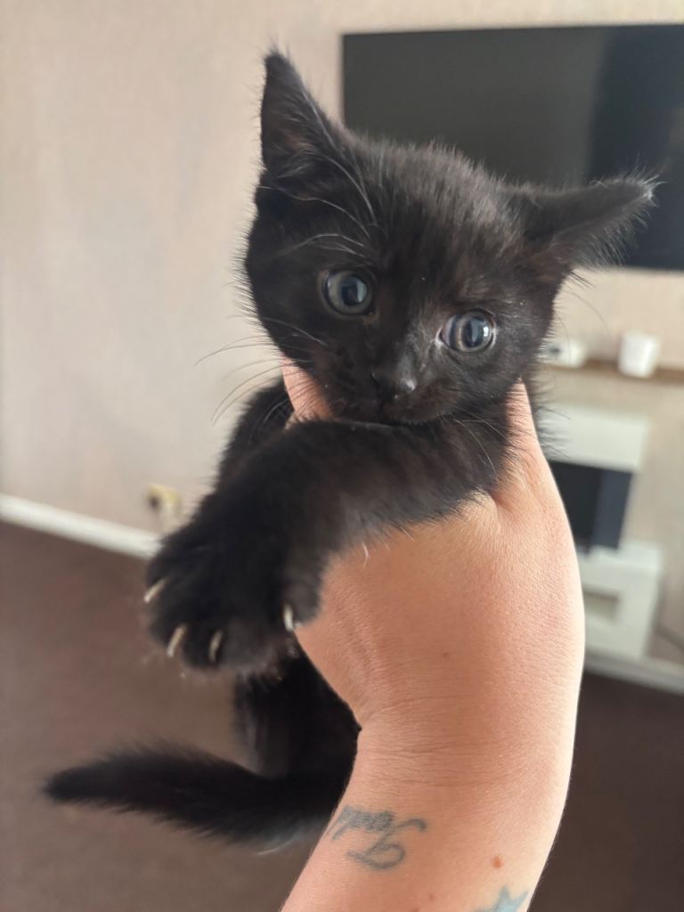 Beautiful female Kitten READY NOW