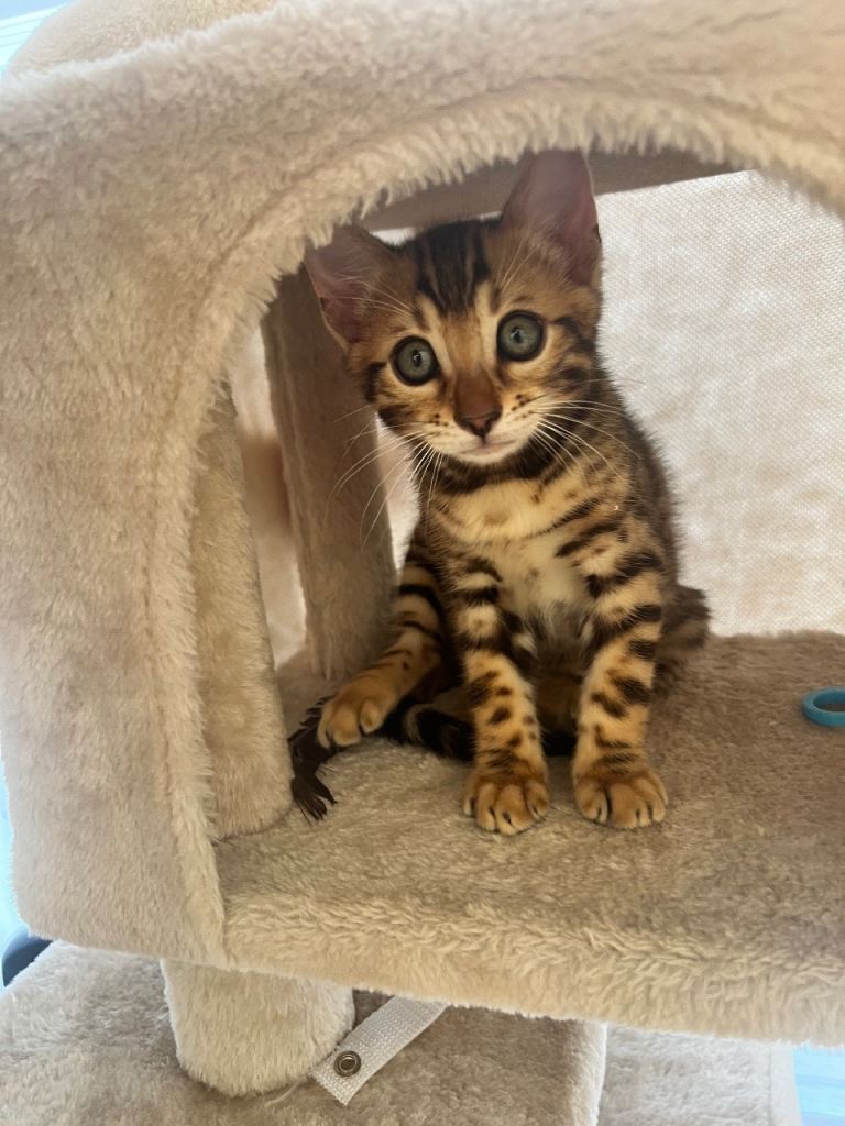 Beautiful Bengal Boy Kitten 🐾🤎