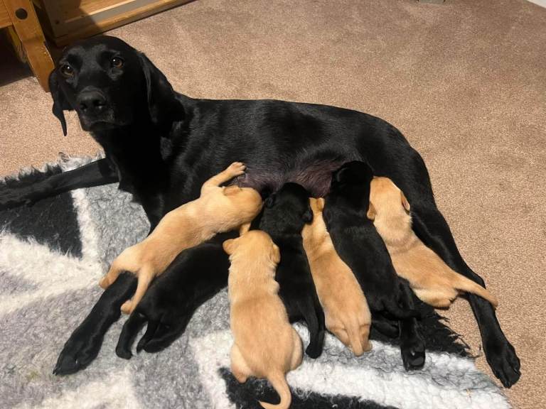 Stunning yellow and black Labrador puppies