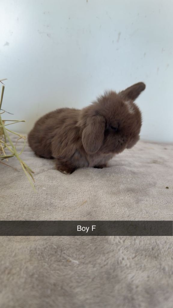 Pure breed mini lops for reserve 