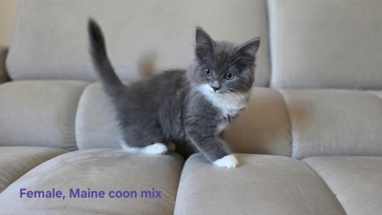 Ragdoll and Maine coon mix kitten ready to go