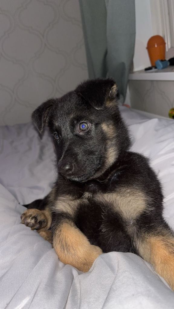 German shepherd 