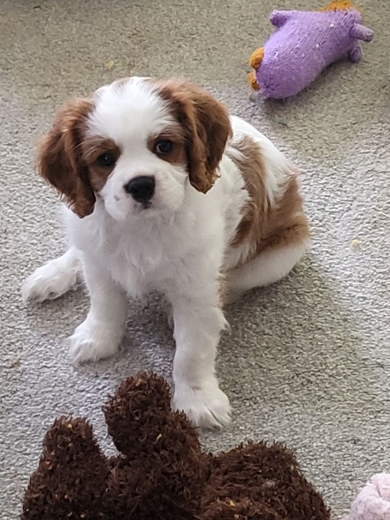 Cavalier king charles spaniel puppy Blenheim Boy