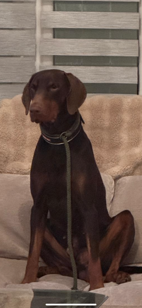 Dobermann Dog looking forever home ❤️