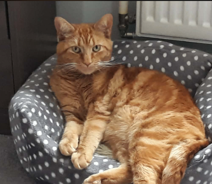 In need of a calm, loving home.