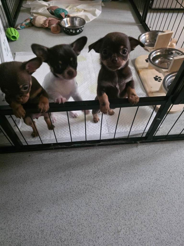 Chihuahua