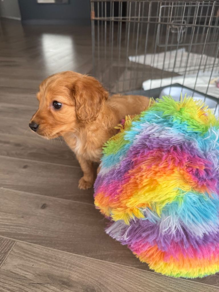 Cockapoo pup