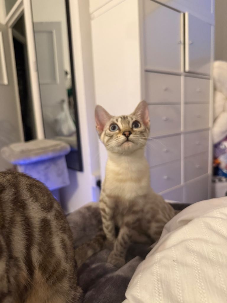 * Exceptional Pure TICA Reg Bengal Kittens