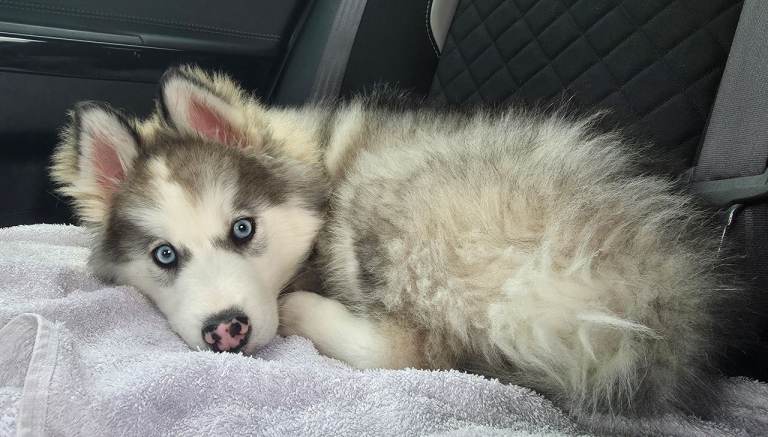 Alaskan malamute x husky 
