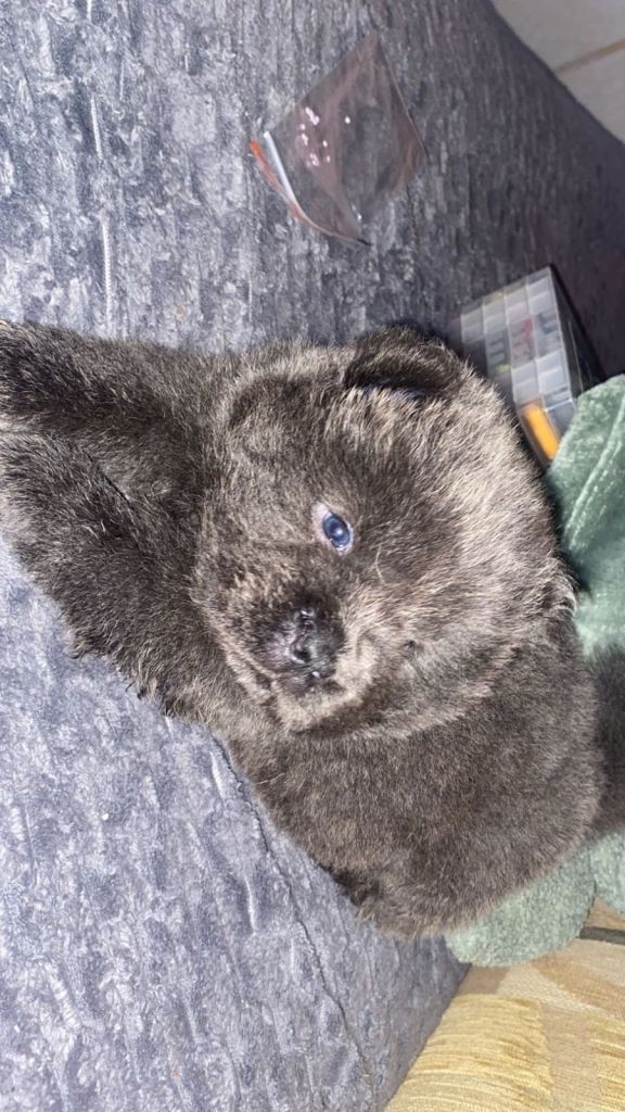 Chow chow puppy and mum avaliable 