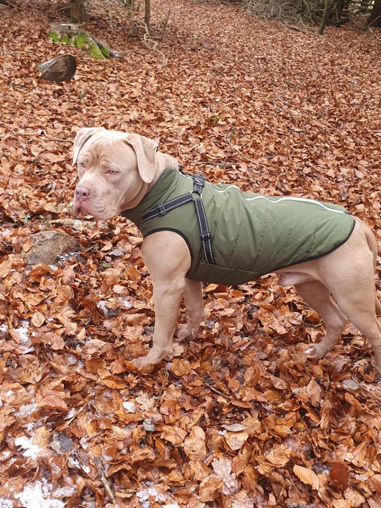 Cane Corso X American Bulldog 