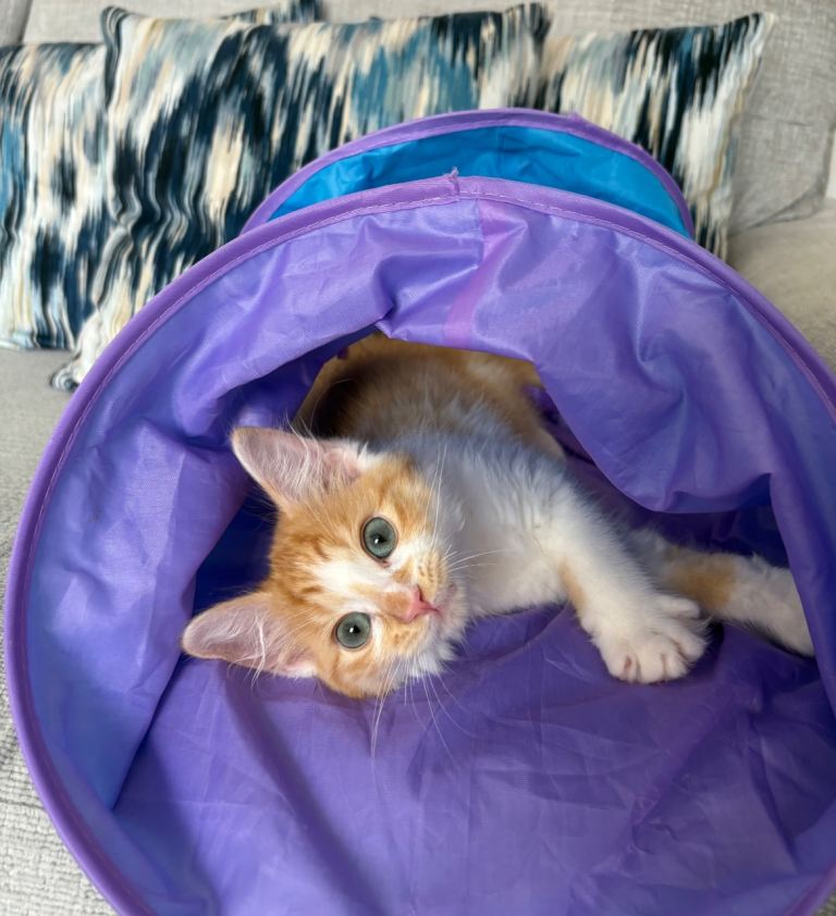 Ragdoll/Siberian Ginger Kitten 