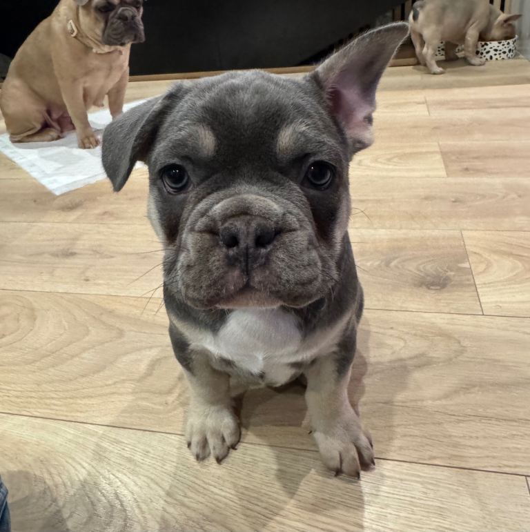 🐾 Blue & Tan French Bulldog Puppy – Ready Now 🐾