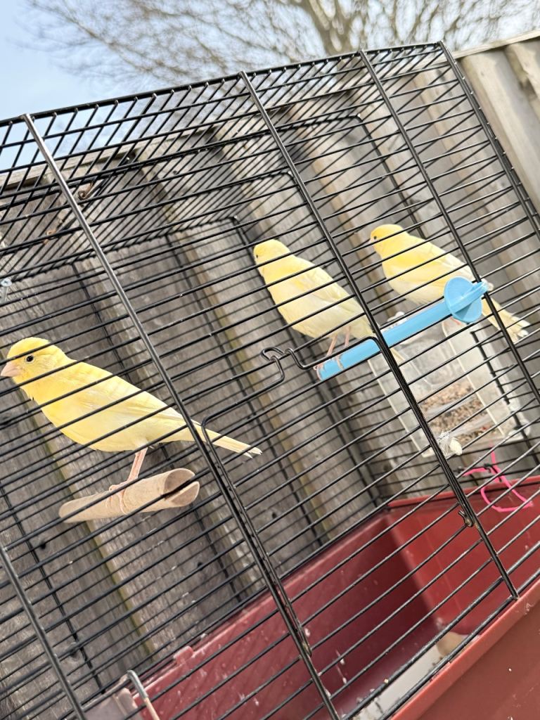 Baby canaries and last years birds🐦 