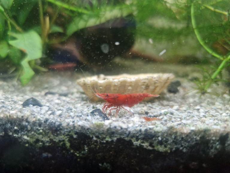 X10 Red Cherry Shrimps