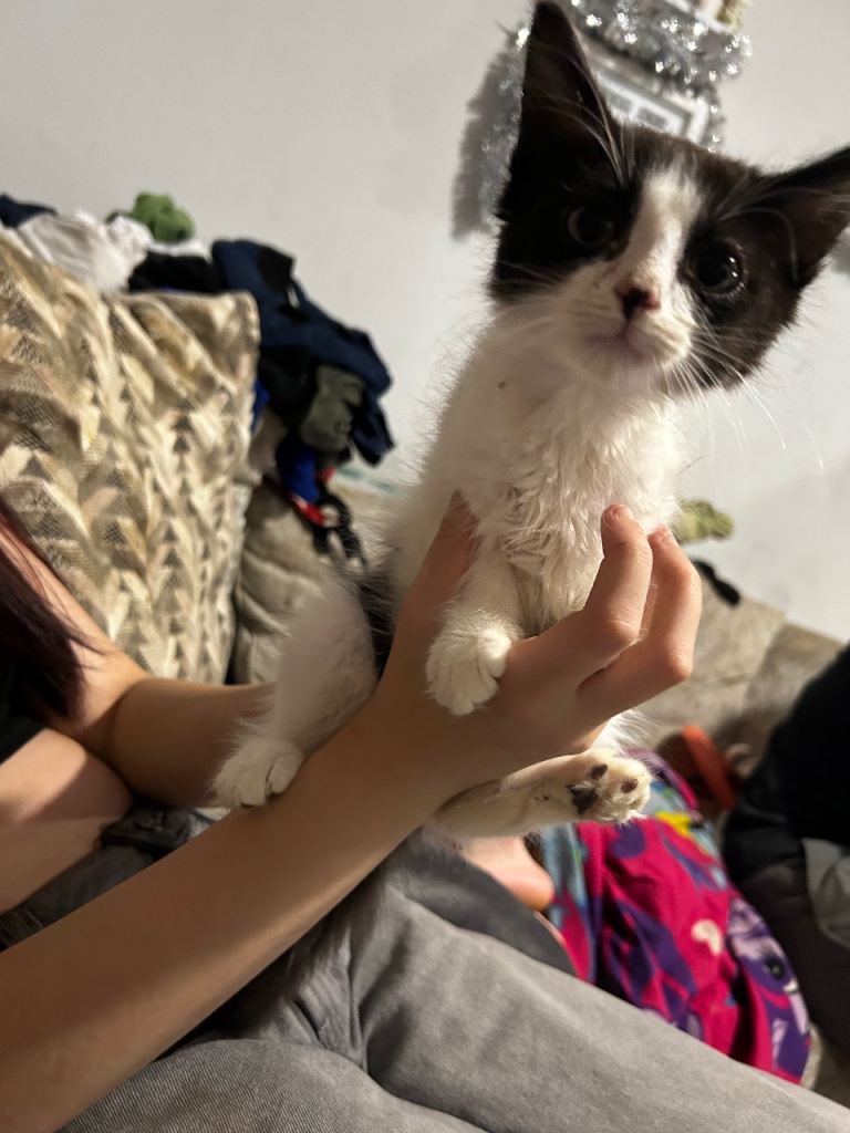 beautiful kittens ready now one boy one girl 