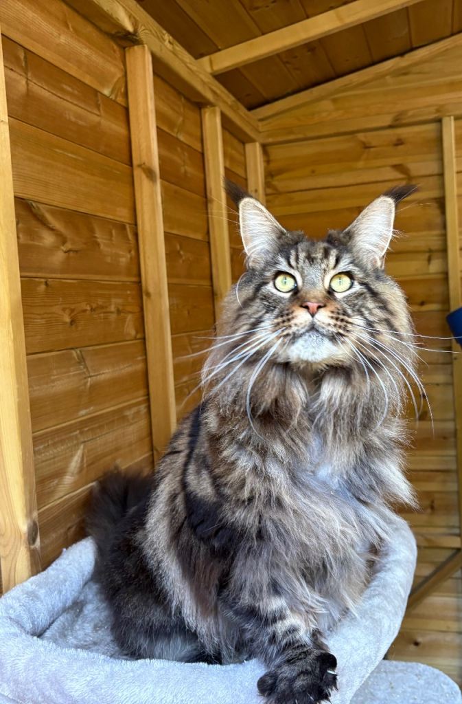 True to type brown tabby Maine coon