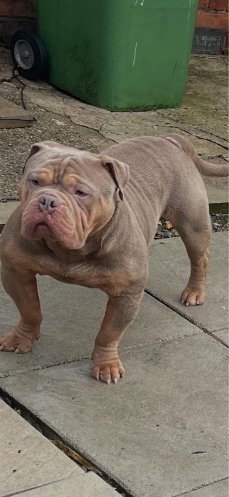 Pocket bully for sale. 