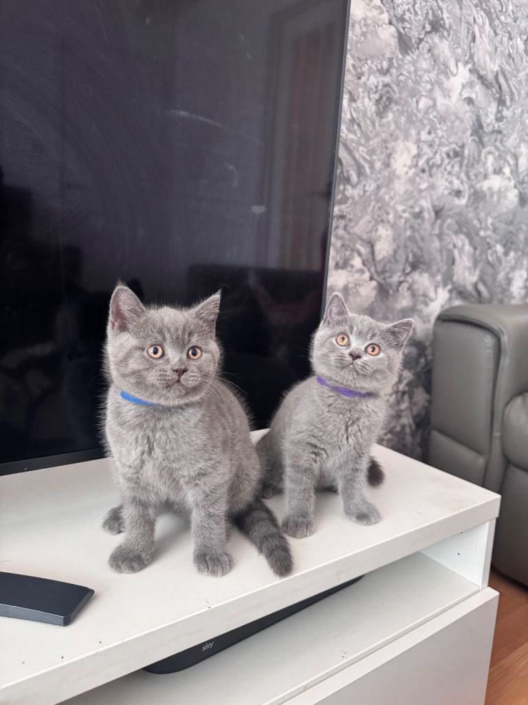 British (blue) Short Hair kittens