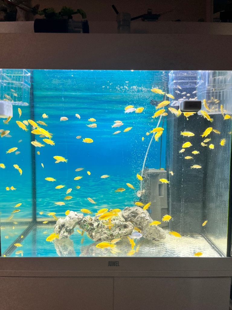 Beautiful Malawi MbunaCichlid (Yellow Labs)