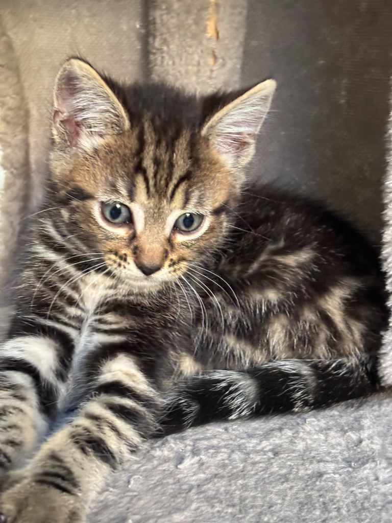 3 male kittens