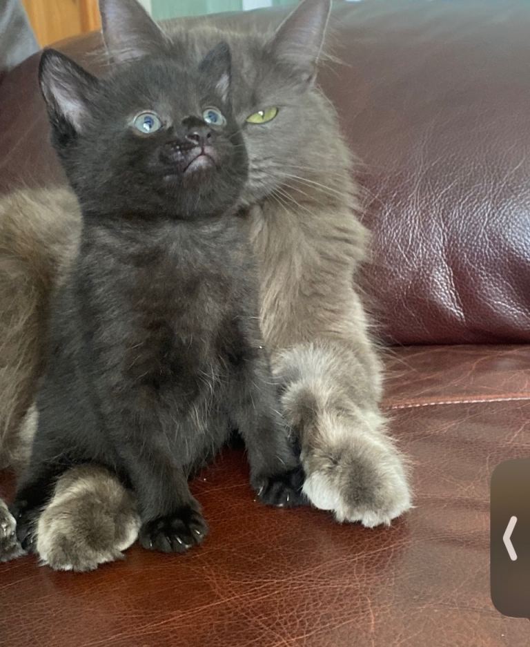 British longhair cross kittens 