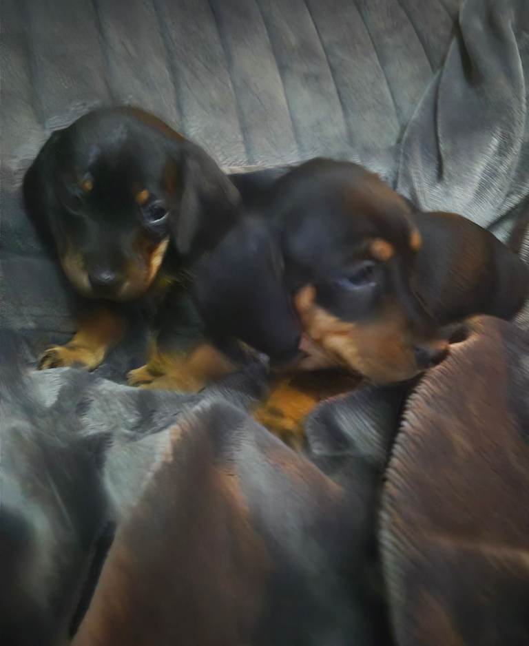 Miniature dachshound 