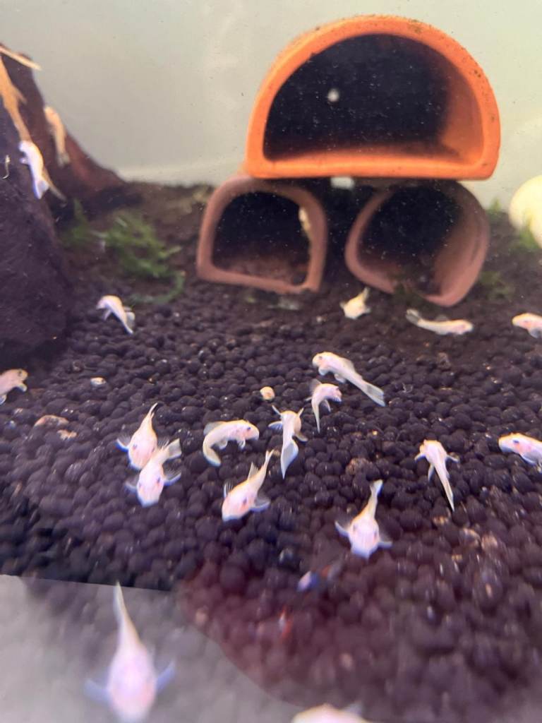 Lemon bristlenose 