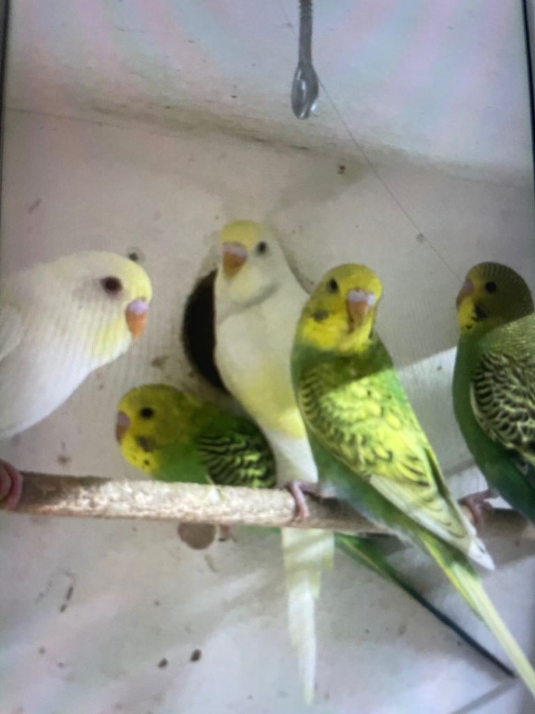 Baby Budgies