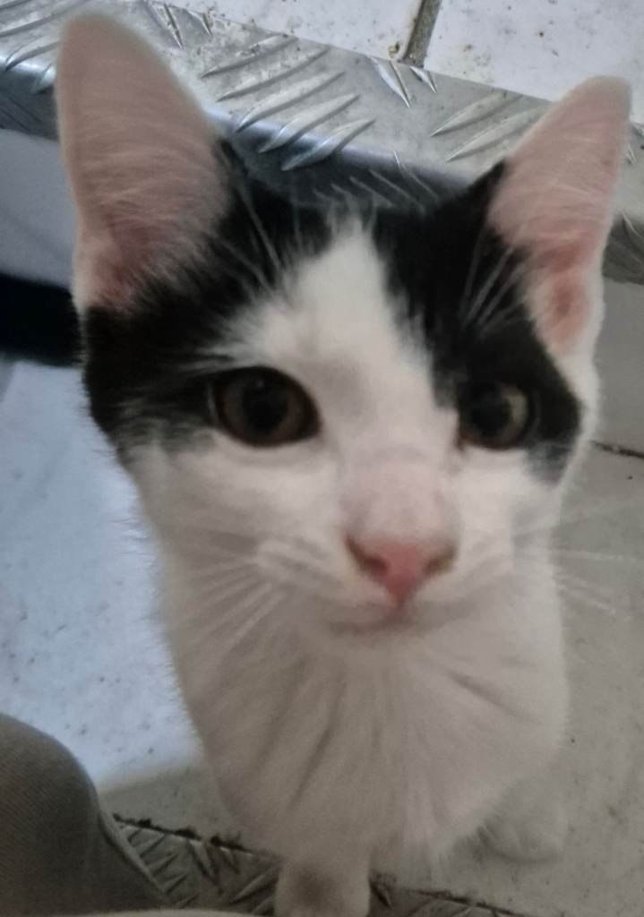 KITTENS 2 GORGEOUS KITTENS READY FOR NEW HOMES BLACK & BLACK & WHITE