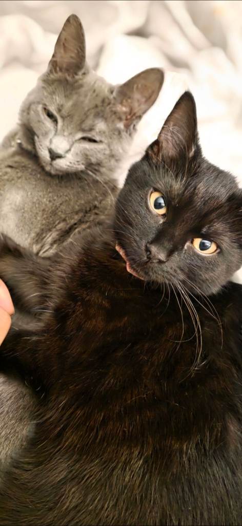 Bonded pair of female cats 